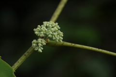 Vitis reticulata